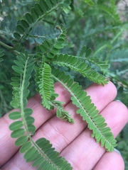 Eysenhardtia polystachya