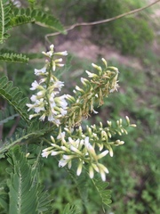 Eysenhardtia polystachya