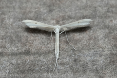 Hellinsia paleaceus