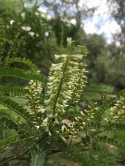 Eysenhardtia polystachya