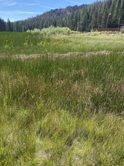 Gentiana affinis ovata