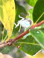 Compsus viridivittatus