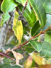 Compsus viridivittatus