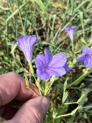 Ruellia nudiflora runyonii