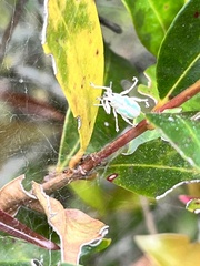 Compsus viridivittatus