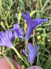 Ruellia nudiflora runyonii