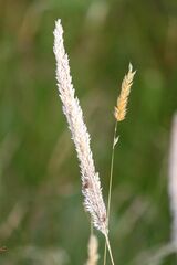 Melica transsilvanica
