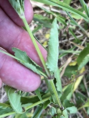 Ruellia nudiflora runyonii