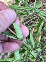 Ruellia nudiflora runyonii