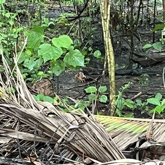 Gecarcinus lateralis