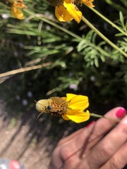 Typocerus octonotatus