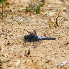 Orthetrum albistylum