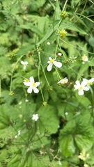 Ranunculus platanifolius