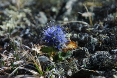 Veronica alaskensis