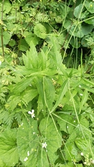 Ranunculus platanifolius