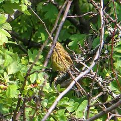 Emberiza citrinella