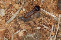 Hodotermes mossambicus