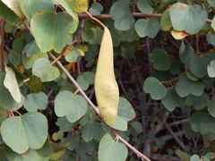 Bauhinia galpinii