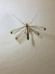 Hylobittacus apicalis