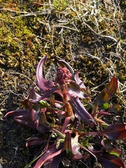 Rumex arcticus