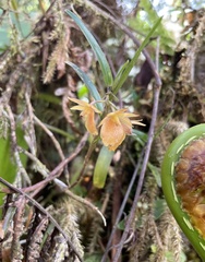 Epidendrum arevaloi