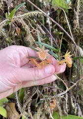 Epidendrum arevaloi