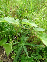 Xanthium orientale riparium