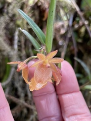 Epidendrum arevaloi