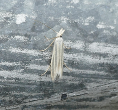 Eufernaldia cadarellus