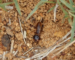 Hodotermes mossambicus