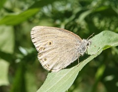 Coenonympha haydenii