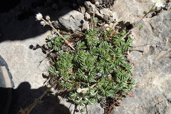 Potentilla alchimilloides
