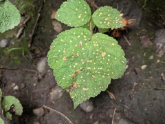 Phyllosticta ruborum