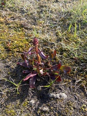 Rumex arcticus