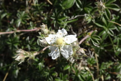 Potentilla alchimilloides