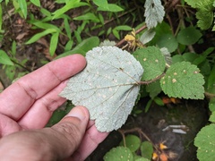 Phyllosticta ruborum
