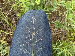 Poa interior