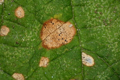 Phyllosticta ruborum