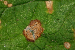 Phyllosticta ruborum