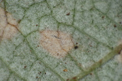 Phyllosticta ruborum
