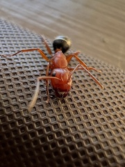 Camponotus decipiens