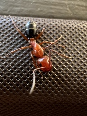 Camponotus decipiens