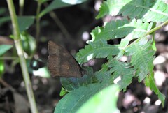 Pseudodebis euptychidia