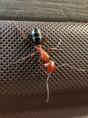 Camponotus decipiens