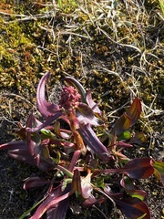Rumex arcticus