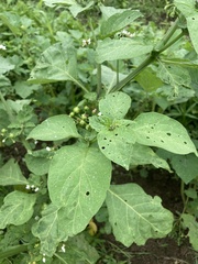 Solanum scabrum