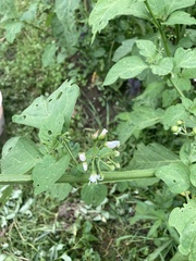 Solanum scabrum