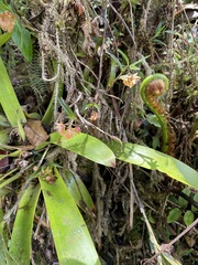 Epidendrum arevaloi