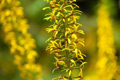 Ligularia stenocephala