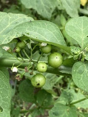 Solanum scabrum